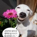 해피 네이버블로그