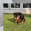 남양주 강아지보호센터 말티슈입양 나의 두번째 댕댕이