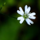 들꽃산장 이미지