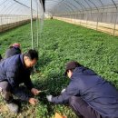 함평참쑥 영농조합법인 이미지