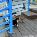 동해닭갈비 천곡점 | 2024년 6월 여름 묵호-동해 엄마랑 뚜벅이 여행 1박2일_DAY2