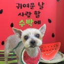 콩이네 이발소 이미지