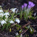 스노우드롭 이미지