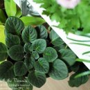 바이올렛 이미지