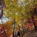 신학농장 | [서울 단풍 명소 가볼만한곳] 워커힐 가을 단풍 길~2025. 11. 22