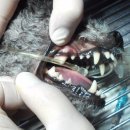 카페거리 동물병원 동행 이미지