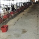 우상농장 이미지