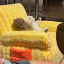 병리천 | 8월 일상(5): 리쥬란힐러, 동묘 탐방, 망원 한강공원과 강동원, 루이비통 지갑, 파이브가이즈