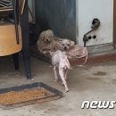 김연수농장 뉴스1