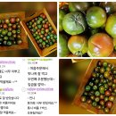 마감/맛있는 흑토마토 비품만 판매/월욜예약가능합니다 이미지