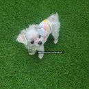 판교충전소 | 분당 퍼피플러피: 우리 유아 꼬리 붕붕, 댕댕이 행복 충전소 🐶💖 (판교 근처 애견호텔 &amp; 유치원 후기)