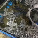 광진해물조개구이 이미지