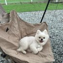 내포캠핑스퀘어 | 홍성 내포캠핑스퀘어 충남 애견동반 키즈 캠핑장