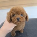 탬스켄넬 네이버블로그
