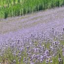 실시간 | 정읍 허브원 라벤더 축제 실시간 솔직후기🪻