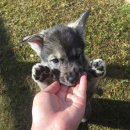 빌리지독 이미지