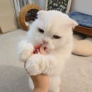 안심폴리파크 | [폴리파크×힐스 체험단] 폴리파크 베스트셀러 체험팩&힐스 건사료/주식캔 급여 후기!