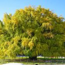 파리바게뜨 대공원점 | 인천대공원 장수동 은행나무 뷰 실시간 카페 소슬재 내돈내산 후기