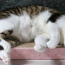 펫클럽샵 이미지