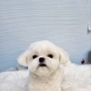 펫밀리샵 이미지