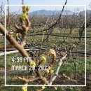 배꽃농장 이미지