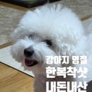 하얀강아지 | 명절 강아지 한복 추천｜가성비 좋은 털배자 내돈내산 후기