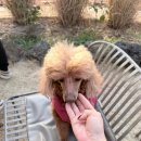 7143 | 여수 카페오아 후기 | 나진국밥 7분거리 애견동반 오션뷰 카페 룰루와 함께