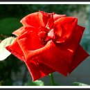 허브아일랜드식물원 이미지