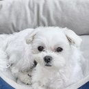 바림 펫그루밍샵 이미지