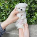 하남강아지 이미지