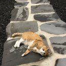 선흘별숲 - 32584 | 선흘별숲