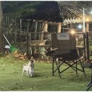 애견멀티샵 이미지