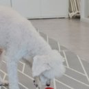 DOG 깨비 이미지