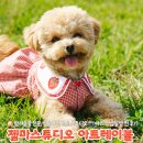 아이마루스튜디오 | 젬마스튜디오 아트레이블 반려견야외 스냅촬영 찐 후기