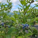 오미농장 이미지