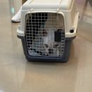 돌봄동물메디컬클리닉 이미지