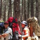 숲속의향기 이미지