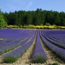 라벤더 [잉글리시라벤더 (Lavandula angustifolia)] 이미지