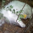 동물사랑연합회 이미지