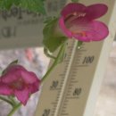 매직드래곤
