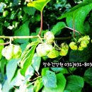장수약초건강원