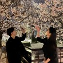 충훈2교옆_서 | 안양 벚꽃 2026 안양천 벚꽃축제 안양천 벚꽃길 주차