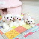 루비펫살롱 이미지