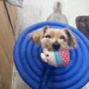 소중한 개 이미지