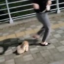 공굴러 가유 이미지