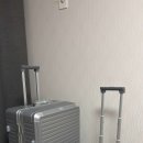 대신볼트 | 내돈내산 리드볼트 캐리어 추천 : 해외여행 필수템 29인치 수하물용 리얼 후기