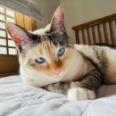 피자스쿨 사직점 | 2025년 마지막 일상