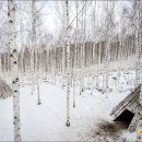 자작나무숲 이미지