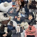 오아이펫강아지고양이