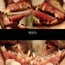아람동물병원 | [ 아람 동물 의료센터 ]- 검단 + 김포 동물병원 / 24시 동물병원 추천